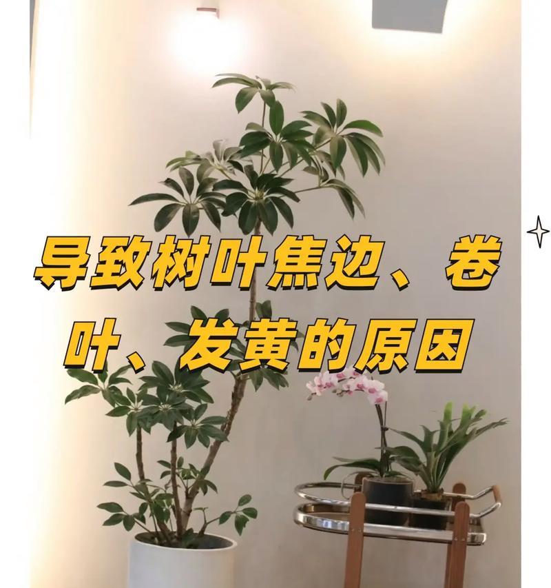 花叶子打卷是什么原因造成的？如何解决？