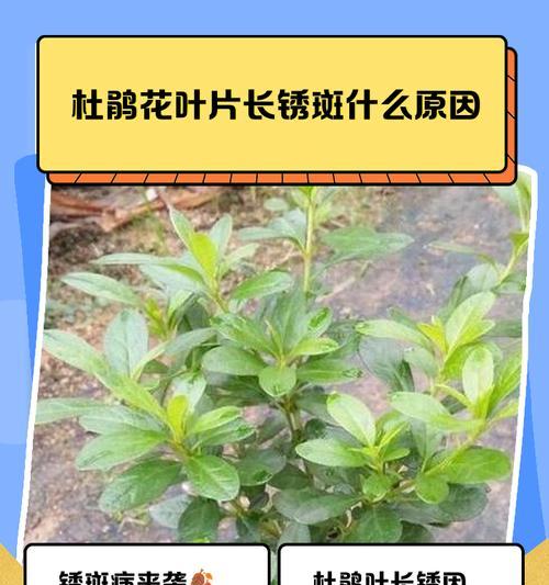 花叶子打卷是什么原因造成的？如何解决？