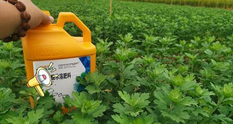 种植菊花推荐使用哪种肥料？
