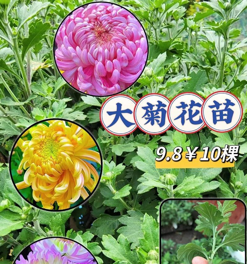种植菊花推荐使用哪种肥料？