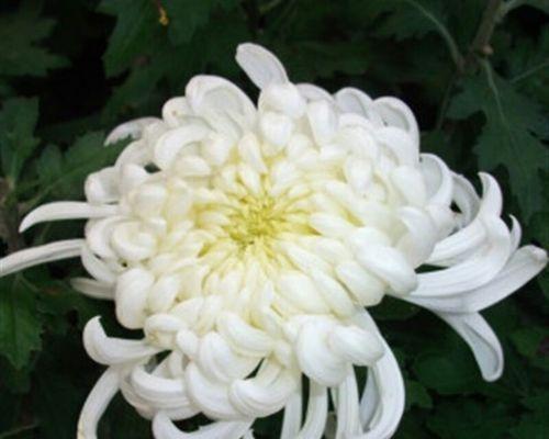 种植菊花推荐使用哪种肥料？