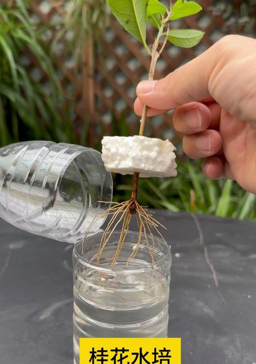 扦插桂花的成功技巧是什么？