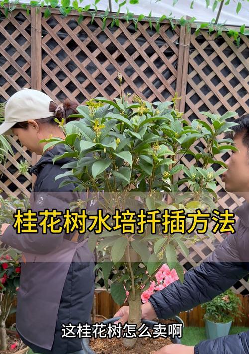 扦插桂花的成功技巧是什么？