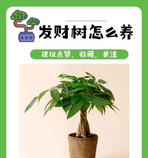 挑选发财树的技巧和注意事项是什么？