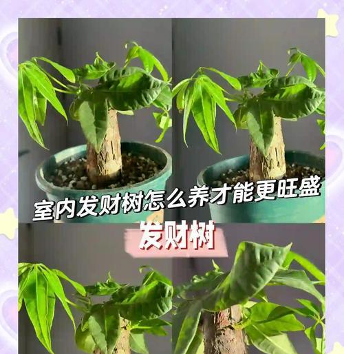 挑选发财树的技巧和注意事项是什么？