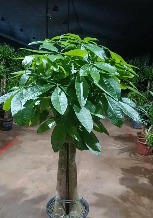 挑选发财树的技巧和注意事项是什么？
