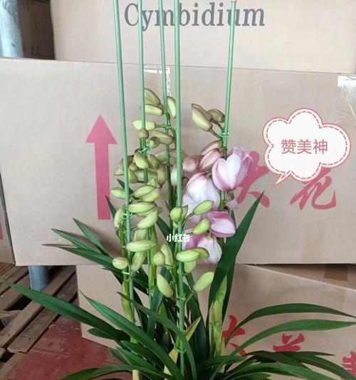 大花惠兰有哪些品种？如何养护大花惠兰？