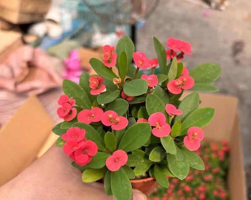 刺梅适合使用哪种类型的花盆？