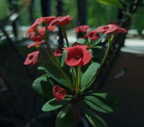 刺梅适合使用哪种类型的花盆？