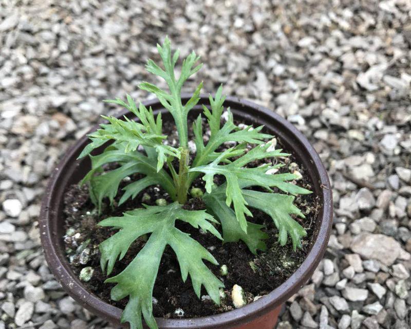 菊花修剪的最佳时机和方法是什么？