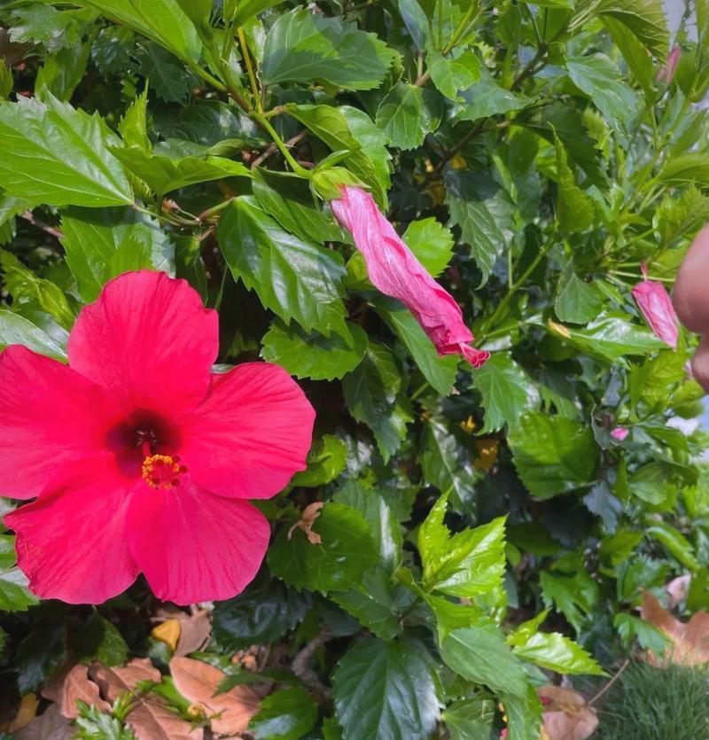 扶桑花冬天怎么养？冬季扶桑花的养护要点是什么？