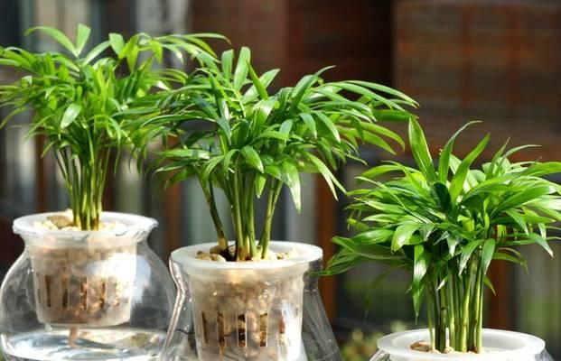 三棱箭植物的养护要点是什么？