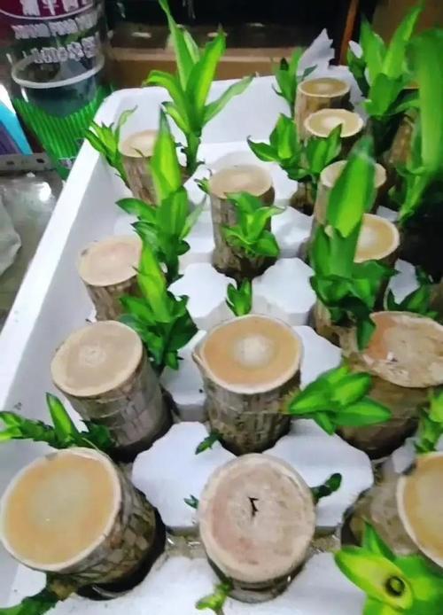 三棱箭植物的养护要点是什么？