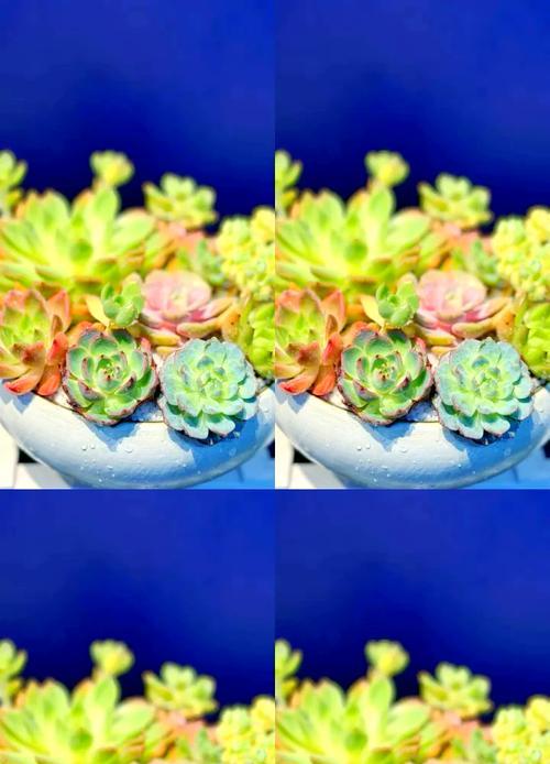 三棱箭植物的养护要点是什么？