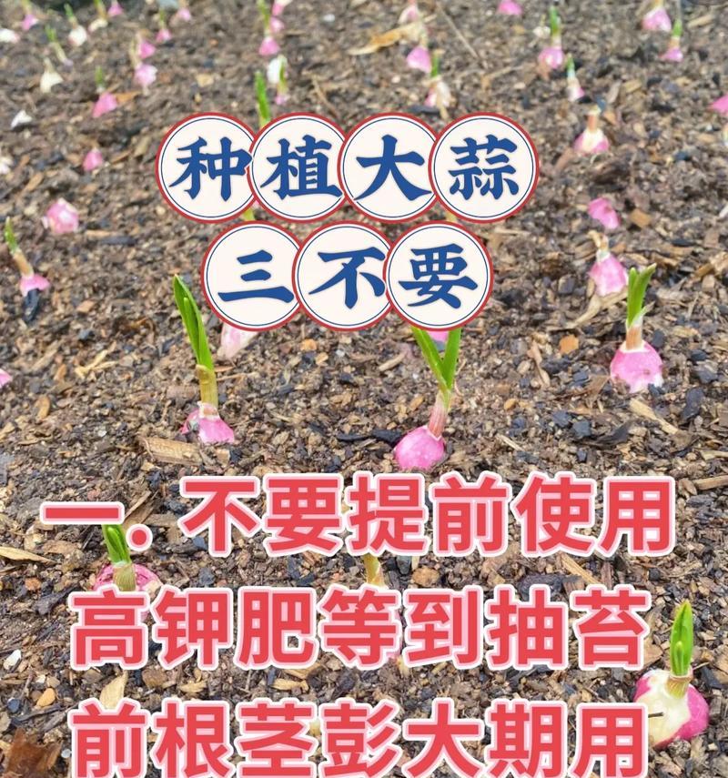 阳台种植大蒜的方法有哪些？