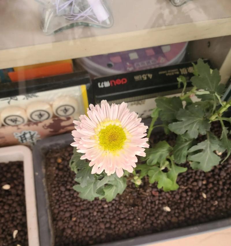 盆栽花卉的栽种方法是什么？怎样选择合适的花盆？