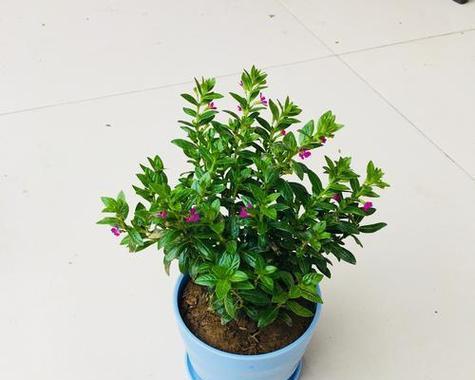 盆栽花卉的栽种方法是什么？怎样选择合适的花盆？