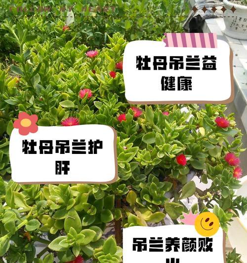 吊兰根部修剪方法是什么？怎样才能促进健康生长？