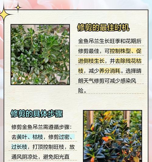 吊兰根部修剪方法是什么？怎样才能促进健康生长？