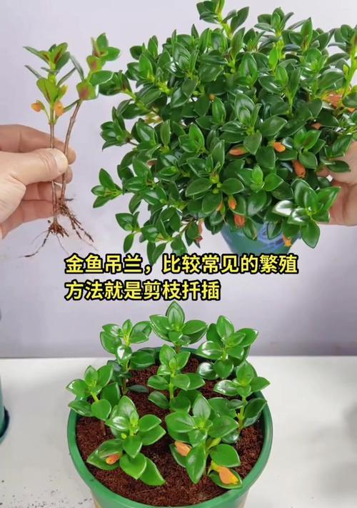 吊兰根部修剪方法是什么？怎样才能促进健康生长？