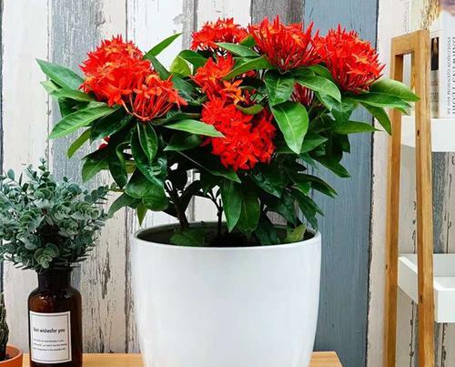 夏季适合种植哪些观花植物？