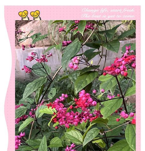 龙吐珠种子播种的技巧和注意事项是什么？