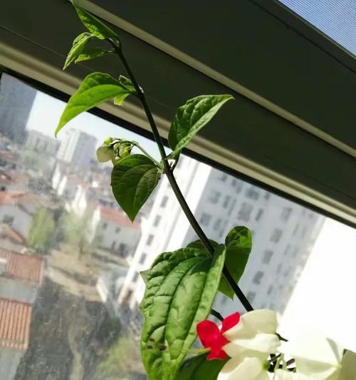 龙吐珠种子播种的技巧和注意事项是什么？