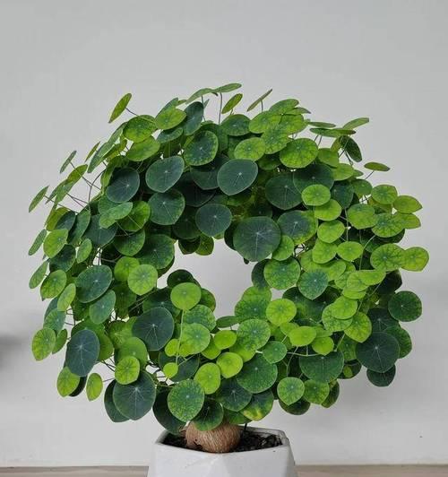 夏季室内适合养什么花？哪些花卉适合室内环境？