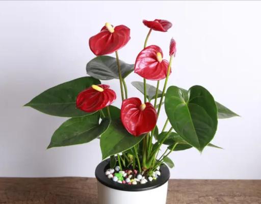 夏季室内适合养什么花？哪些花卉适合室内环境？