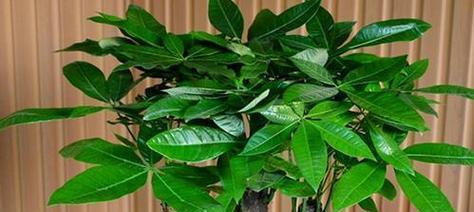 夏季室内适合养什么花？哪些花卉适合室内环境？