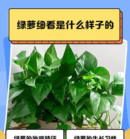绿罗怎么培养？绿罗的培养技巧是什么？