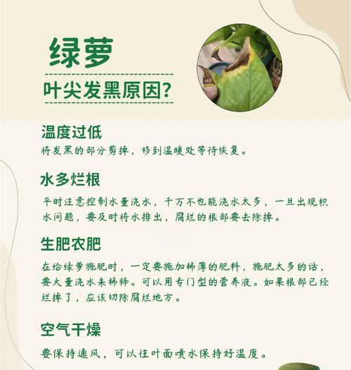 绿罗怎么培养？绿罗的培养技巧是什么？