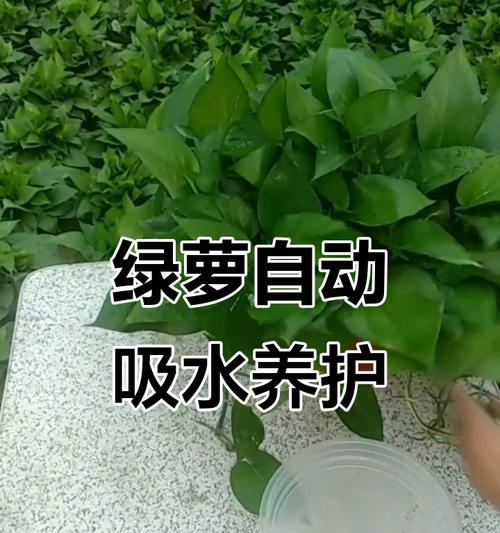 绿罗怎么培养？绿罗的培养技巧是什么？