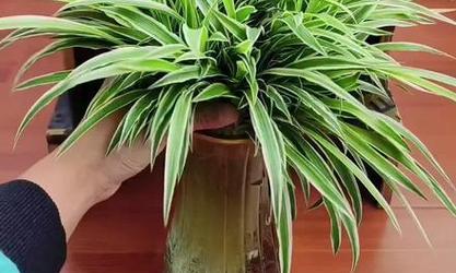 吊兰枝条水培方法有哪些？