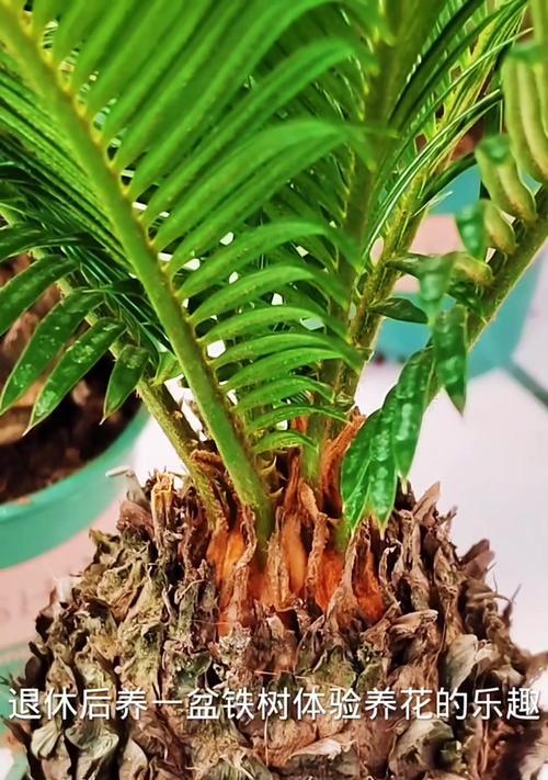 铁树是哪种植物？铁树的生长习性和养护要点有哪些？