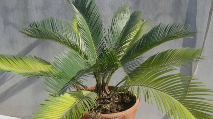 铁树是哪种植物？铁树的生长习性和养护要点有哪些？