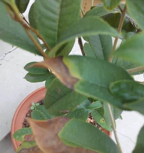 桂花干叶是什么原因导致的？