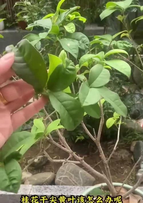 桂花干叶是什么原因导致的？