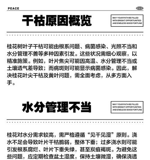 桂花干叶是什么原因导致的？