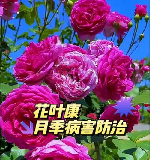 新种月季花如何养护？有哪些注意事项？