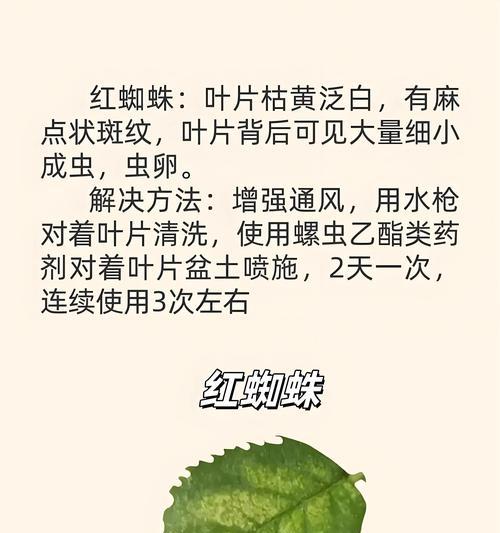 新种月季花如何养护？有哪些注意事项？