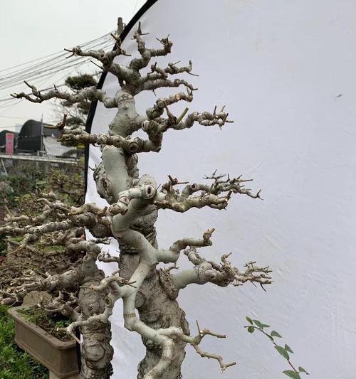 朴树盆景养护方法是什么？如何正确养护朴树盆景？