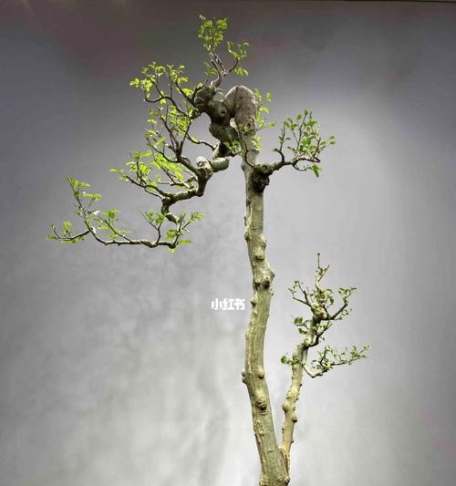 朴树盆景养护方法是什么？如何正确养护朴树盆景？
