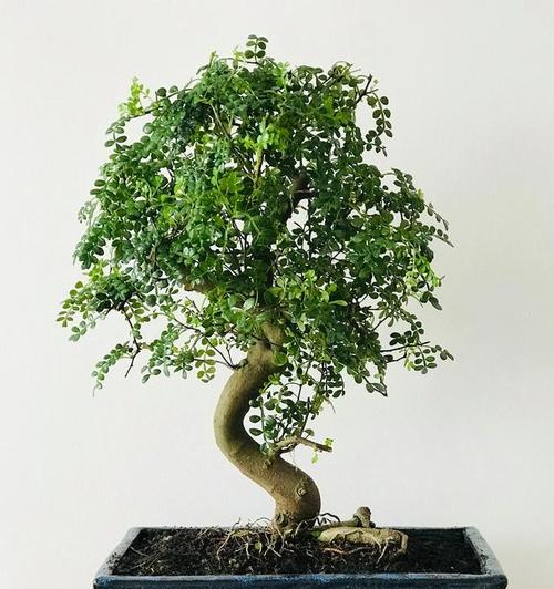朴树盆景养护方法是什么？如何正确养护朴树盆景？