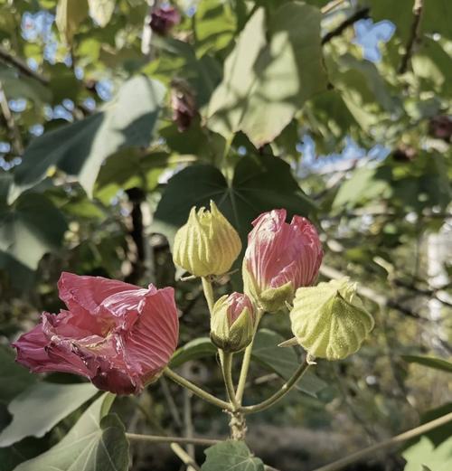木类花有哪些？它们的特性是什么？