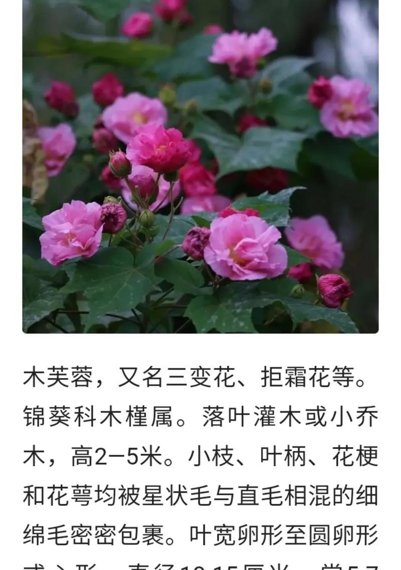 木类花有哪些？它们的特性是什么？
