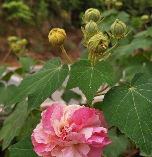 木类花有哪些？它们的特性是什么？