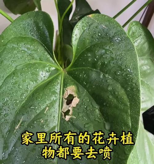 红掌根部腐烂的处理方法有哪些？