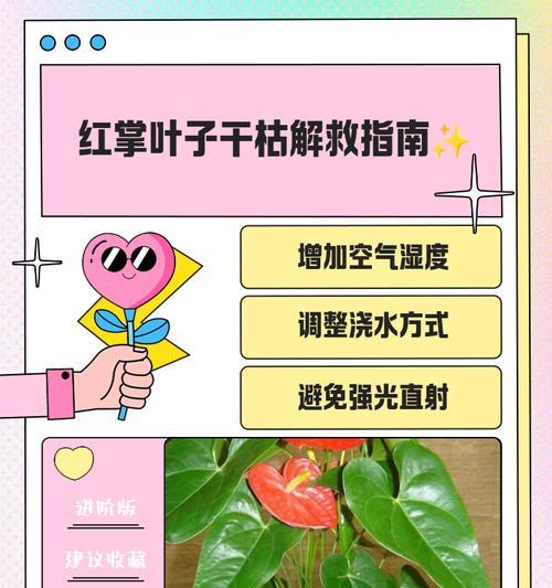红掌根部腐烂的处理方法有哪些？