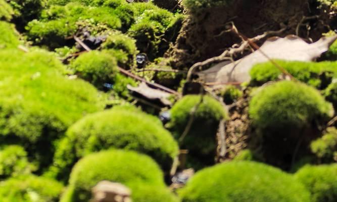 苔藓有哪些作用？为什么要在室内种植苔藓？